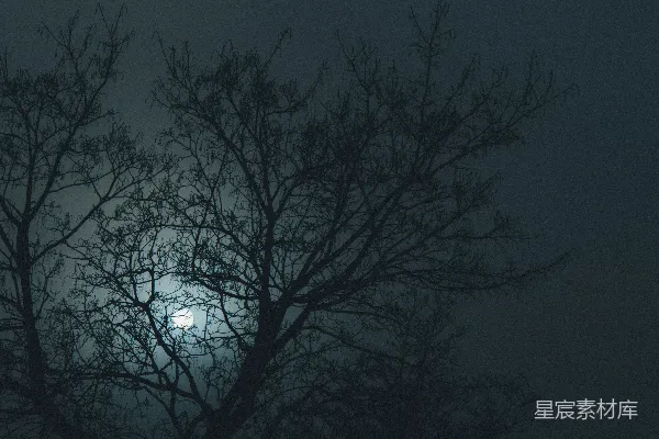 高清摄影 寒夜中的月光与枯枝