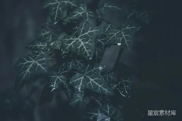 高清摄影 深邃森林中的常春藤