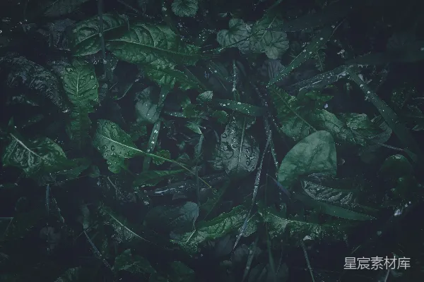 高清摄影 雨后草地