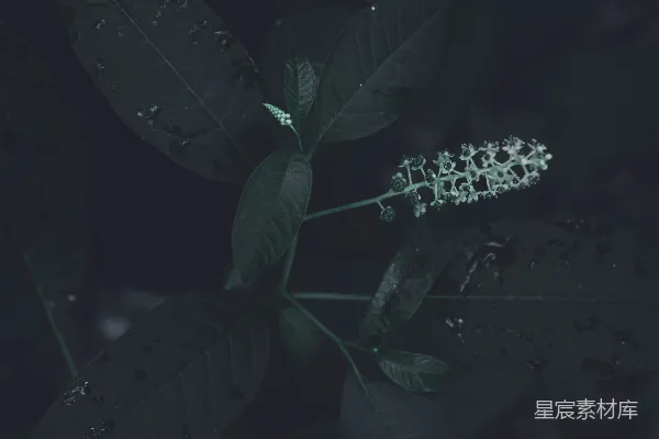 高清摄影 夜色中的绿植
