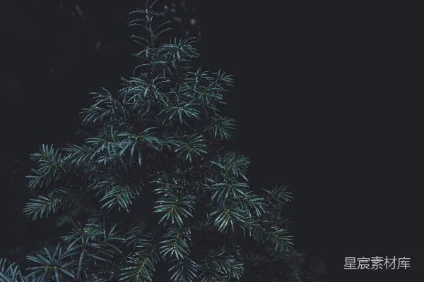 高清摄影 深邃夜色中的常青树