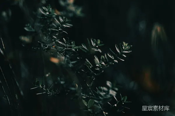 高清摄影 幽暗中的草叶