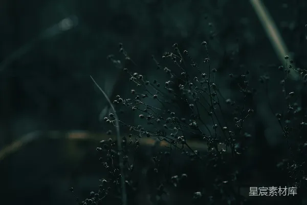 高清摄影 暗夜中的野花