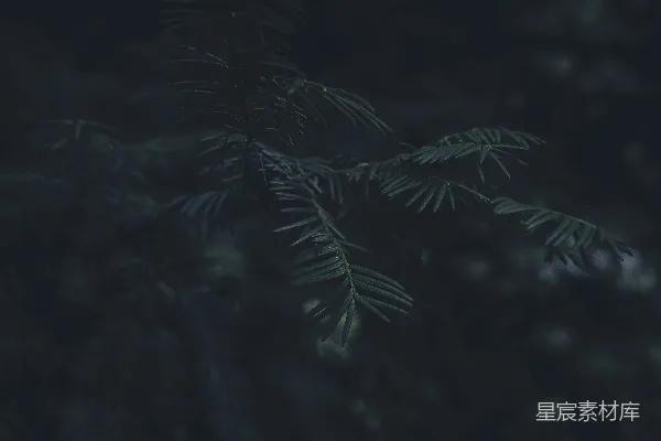 高清摄影 松针的宁静夜晚