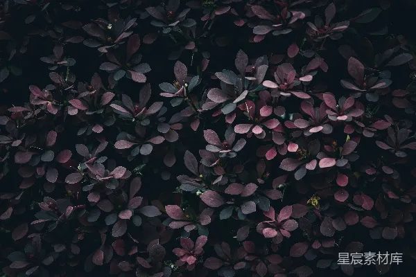高清摄影 深色植物纹理