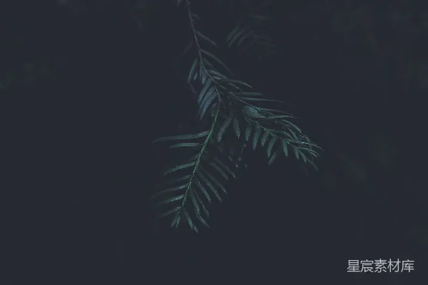 高清摄影 夜色中的松树枝
