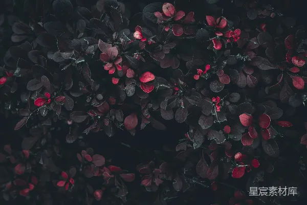 高清摄影 红色叶子的深色背景