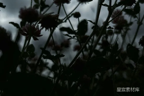 高清摄影 风雨中的花朵
