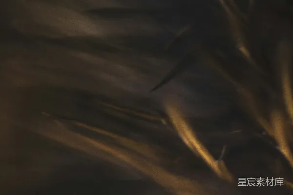 高清摄影 水下鱼群模糊艺术