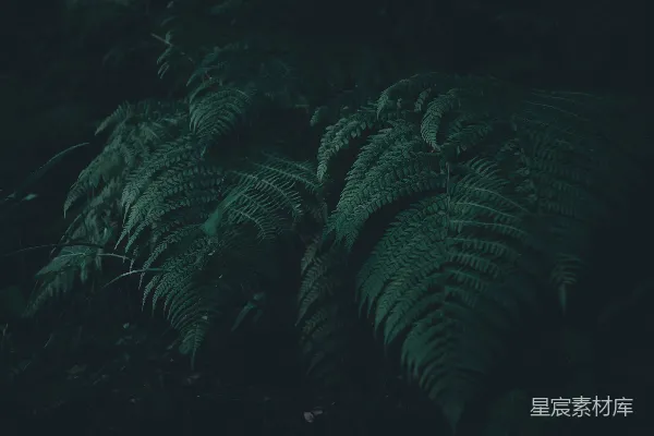 高清摄影 深林中的蕨类植物