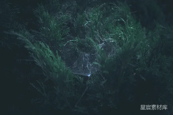 高清摄影 清晨的蜘蛛网