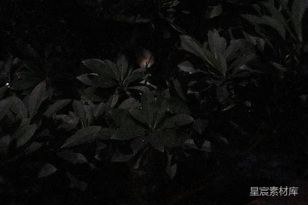 高清摄影 夜幕下的绿叶