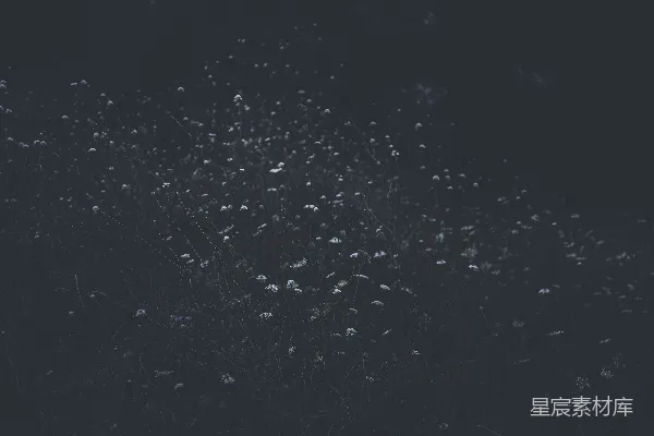 高清摄影 夜色中的野花