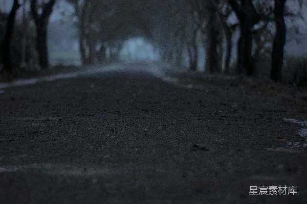 高清摄影 雨中林荫道