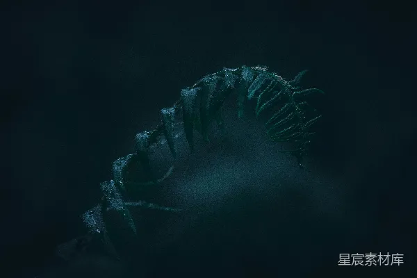 高清摄影 幽暗森林中的蕨叶