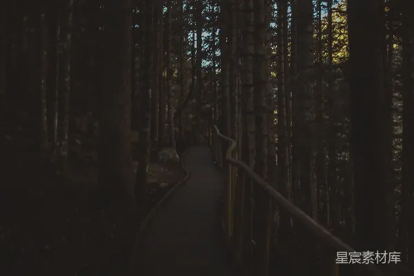 高清摄影 森林中的木桥