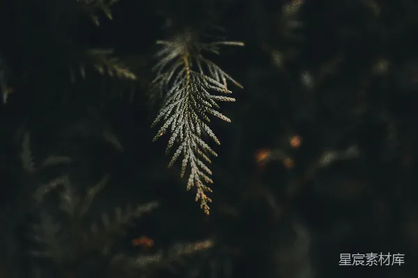 高清摄影 暗夜中的松针