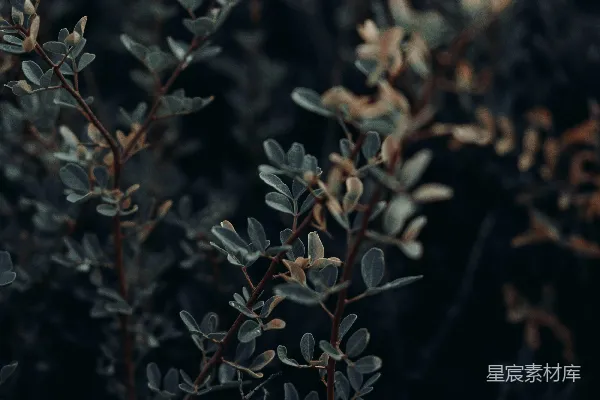 高清摄影 深色背景下的树枝与叶子
