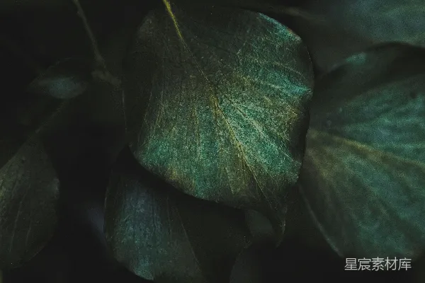 高清摄影 幽暗中的绿叶