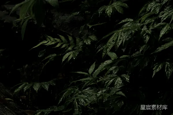 高清摄影 幽暗中的绿植