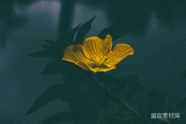 高清摄影 晨雾中的金色花朵