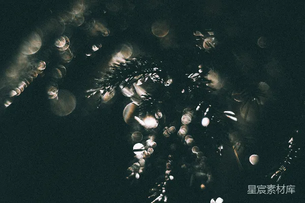 高清摄影 夜幕下的圣诞树