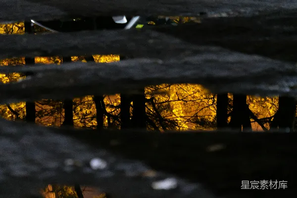 高清摄影 夜幕下的树影