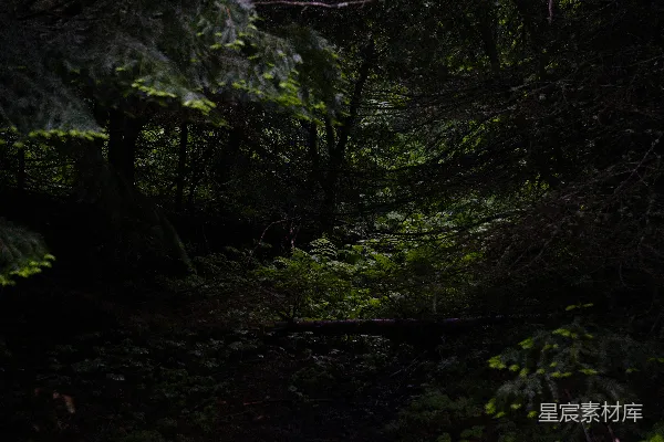 高清摄影 幽暗森林中的小径