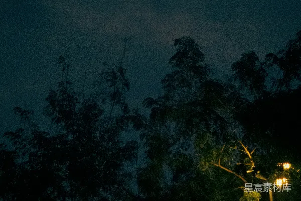 高清摄影 夜幕下的树影