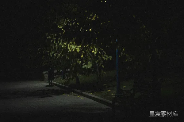 高清摄影 夜色中的树影