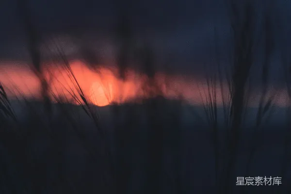 高清摄影 夕阳下的麦穗