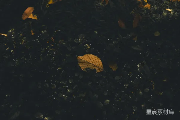 高清摄影 枯叶与暗色调的自然纹理