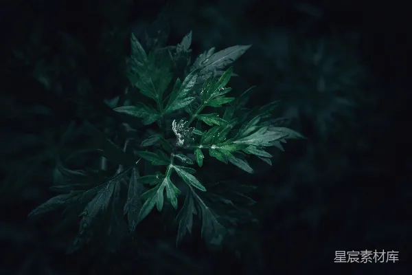 高清摄影 晨露中的绿色植物