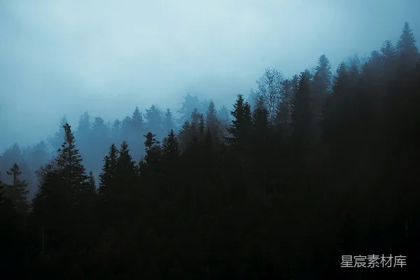 高清摄影 雾中的森林
