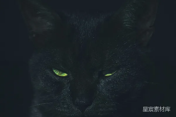 高清摄影 幽暗中的黑猫