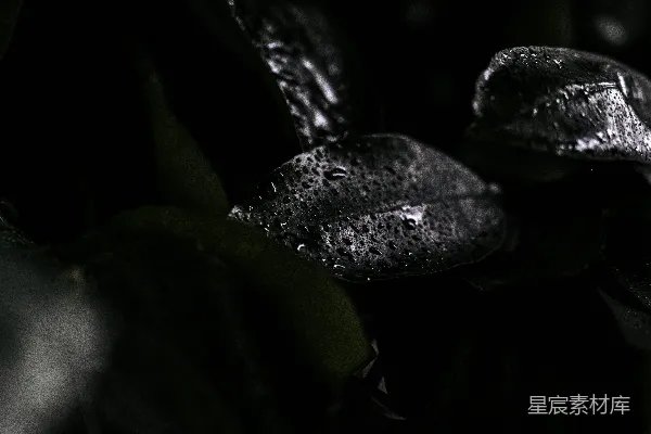 高清摄影 雨后静谧的叶影