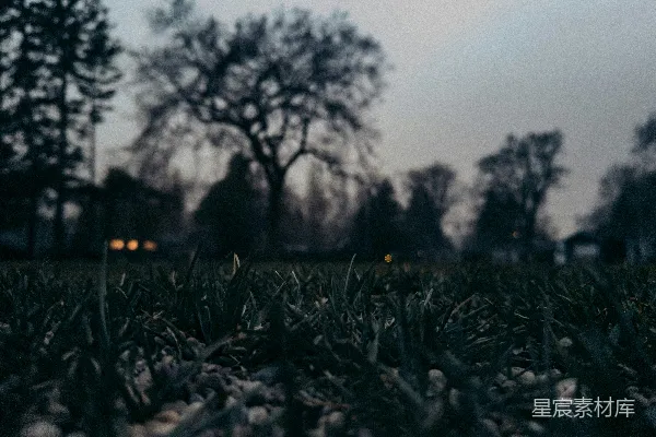 高清摄影 晨曦中的草地