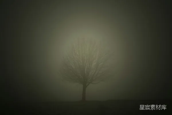 高清摄影 雾中的孤树