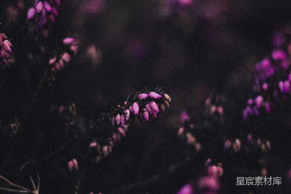 高清摄影 紫色花丛中的神秘之美