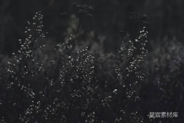 高清摄影 暗色调的枯萎植物