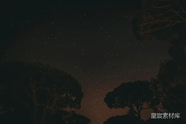 高清摄影 夜空下的松树