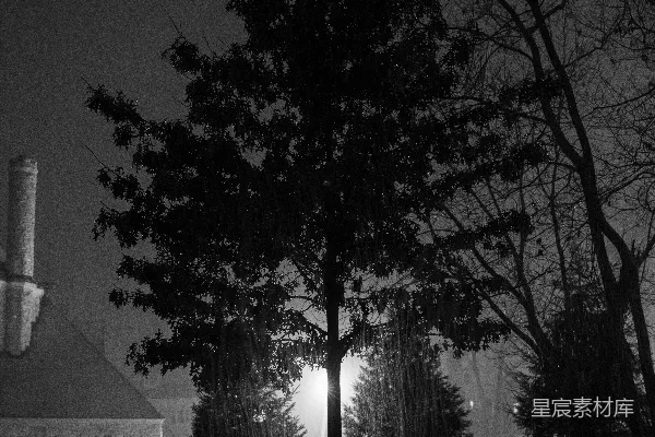 高清摄影 夜雨中的树