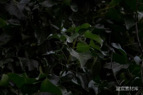 高清摄影 深邃的绿叶背景
