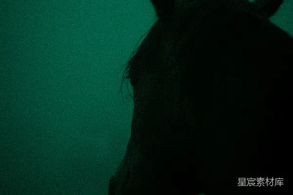 高清摄影 幽暗中的马影