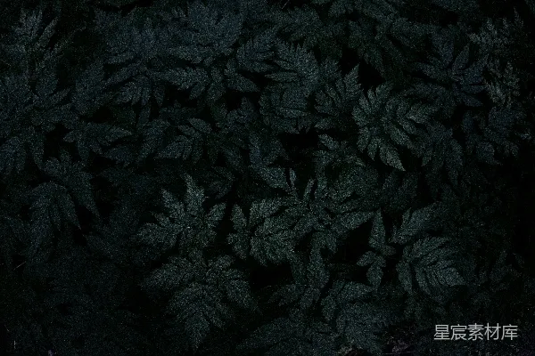 高清摄影 深邃森林中的神秘植物
