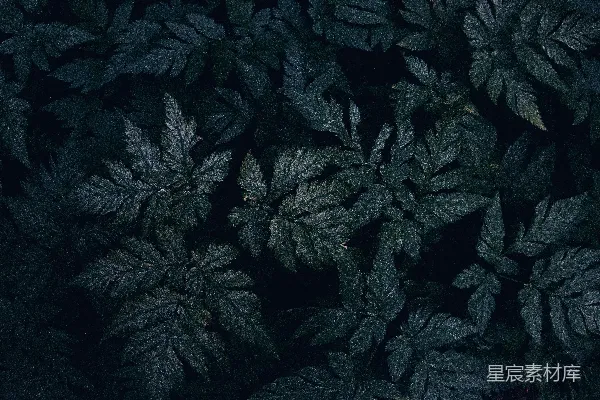 高清摄影 夜幕下的森林