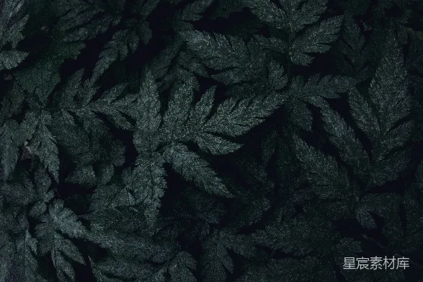 高清摄影 深邃的蕨类植物纹理