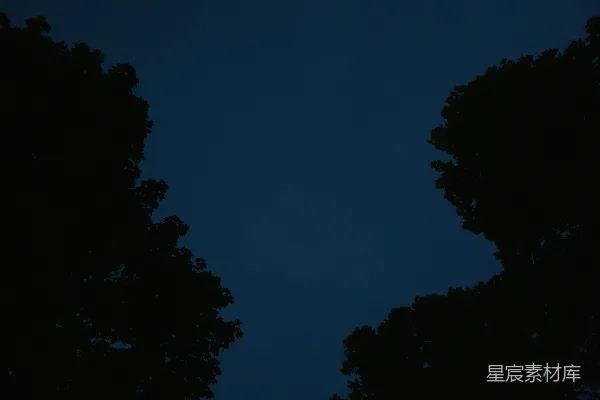 高清摄影 夜幕下的树梢轮廓