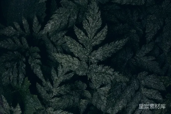 高清摄影 深色背景下的复杂叶脉