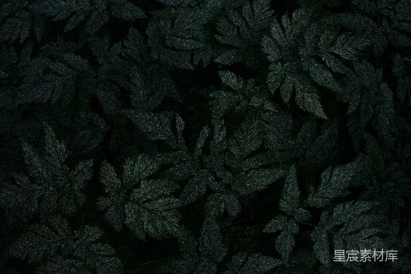 高清摄影 夜色中的神秘叶子